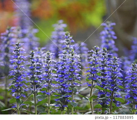 夕陽に染まるアジュガレプタンス（ fix撮影 ） 117883895