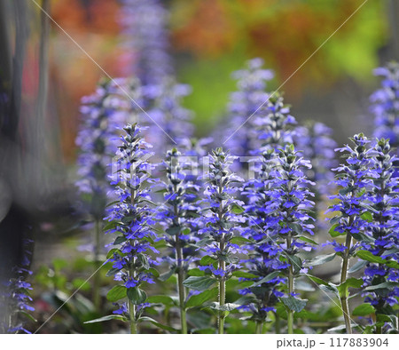 夕陽に染まるアジュガレプタンス（ fix撮影 ） 117883904