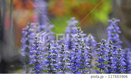 夕陽に染まるアジュガレプタンス( fix撮影 ) 夕陽に染まるアジュガレプタンス( fix撮影 ) 117883906