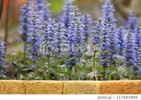 夕陽に染まるアジュガレプタンス（ fix撮影 ） 117883909