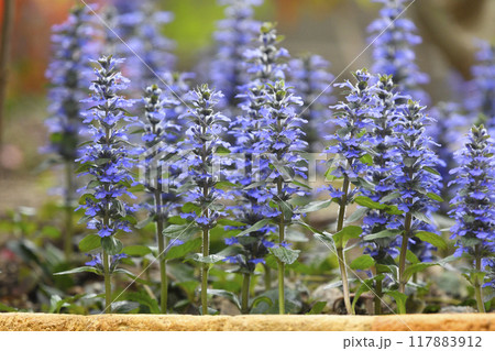 夕陽に染まるアジュガレプタンス（ fix撮影 ） 117883912