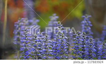 夕陽に染まるアジュガレプタンス( fix撮影 ) 夕陽に染まるアジュガレプタンス( fix撮影 ) 117883924