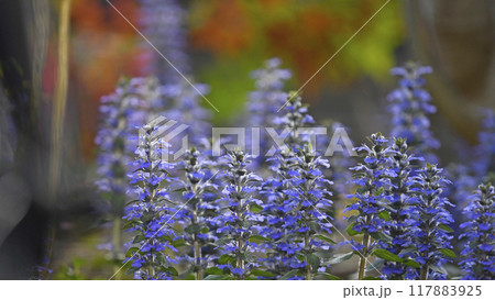 夕陽に染まるアジュガレプタンス（ fix撮影 ） 117883925