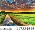 田んぼに映る夕日 117884646