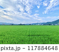 広がる田園風景 117884648