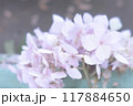 雨に濡れたピンクの額紫陽花 117884650
