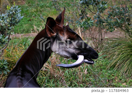 長い舌を出したオカピの横顔 117884963