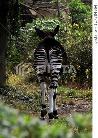 歩くオカピのバックショット 歩くオカピのバックショット 117884964