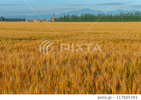 北海道十勝地方の小麦畑と日高山脈 北海道十勝地方の小麦畑と日高山脈 117885391