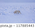 北極へ向かって歩くシロクマ 117885443