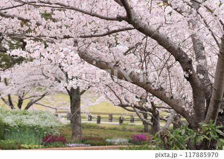 桜並木 桜並木 117885970