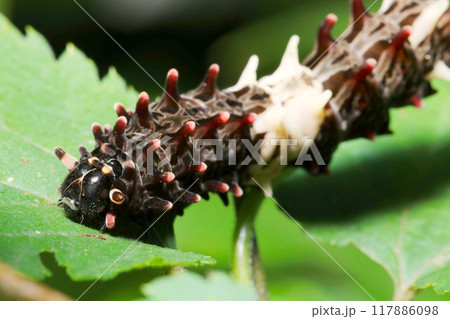食草を求めて草葉を歩く白黒カラーのジャコウアゲハ蝶の幼虫（自然光＆ストロボ・マクロレンズ接写） 117886098