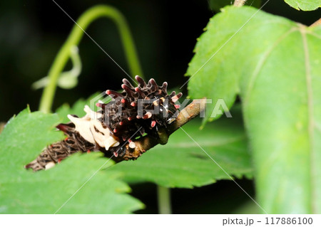 ヤブの中に白黒カラーのジャコウアゲハ蝶の幼虫（自然光＆ストロボ・マクロレンズ接写） 117886100