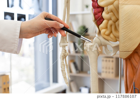 Doctor pointing at hip joints on anatomical model in office Doctor pointing at hip joints on anatomical model in office 117886107