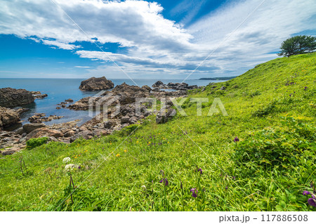 「青森県」葦毛崎海岸・種差海岸 夏 「青森県」葦毛崎海岸・種差海岸 夏 117886508