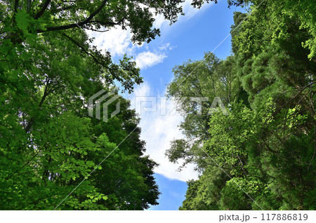 森の上空の青空 森の上空の青空 117886819