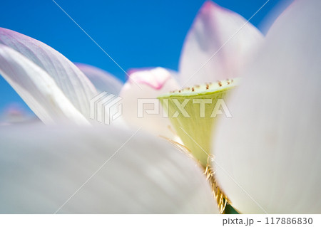 白い蓮の花 117886830