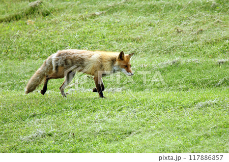 キタキツネ キツネ 狐 北海道自然 キタキツネ キツネ 狐 北海道自然 117886857