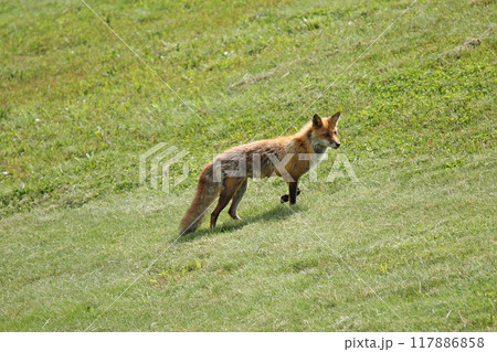 キタキツネ キツネ 狐 北海道自然 キタキツネ キツネ 狐 北海道自然 117886858