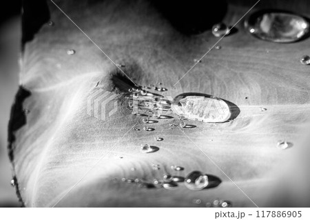 8月の雨上がりの朝の里芋の葉～超撥水～ 117886905