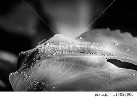8月の雨上がりの朝の里芋の葉～超撥水～ 117886906