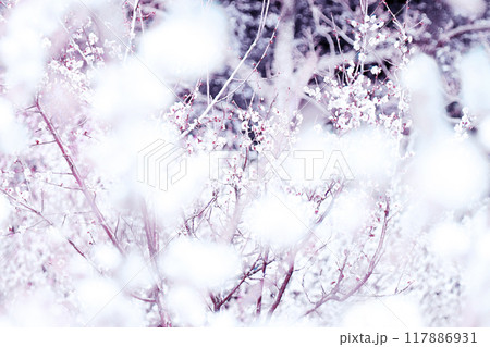 モフモフフワフワと玉雪舞う梅林の和風情緒豊かな自然風景アート(イラスト調レタッチ&色彩加工イメージ) モフモフフワフワと玉雪舞う梅林の和風情緒豊かな自然風景アート(イラスト調レタッチ&色彩加工イメージ) 117886931