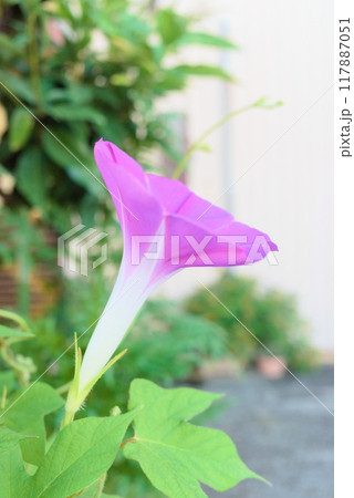 夏休みに咲いた朝顔 117887051