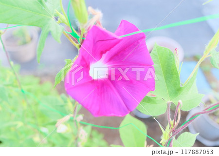 夏休みに咲いた朝顔 117887053