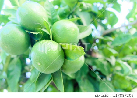 緑色のみかんがたわわに実る木 117887203