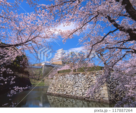 「世界文化遺産」「国宝」姫路城(白鷺城)と満開の桜/姫路市立動物園南側お堀より撮影 /兵庫県姫路市 「世界文化遺産」「国宝」姫路城(白鷺城)と満開の桜/姫路市立動物園南側お堀より撮影 /兵庫県姫路市 117887264