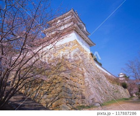明石城跡の坤櫓(ひつじさるやぐら:画面左側)と巽櫓(たつみやぐら:画面右端)と石垣と桜 明石城跡の坤櫓(ひつじさるやぐら:画面左側)と巽櫓(たつみやぐら:画面右端)と石垣と桜 117887286