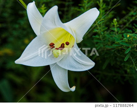 ユリ科タカサゴユリの白い清楚な花 ユリ科タカサゴユリの白い清楚な花 117888264