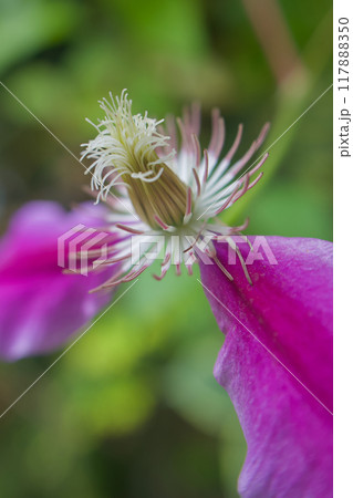 衣を脱いで蕊になる、クレマチス「ドクターラッペル」。花言葉は「精神の美」「旅人の喜び」「甘い束縛」。 衣を脱いで蕊になる、クレマチス「ドクターラッペル」。花言葉は「精神の美」「旅人の喜び」「甘い束縛」。 117888350