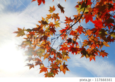紅葉したもみじと青空 紅葉したもみじと青空 117888381
