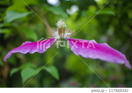 衣を脱いで蕊になる、クレマチス「ドクターラッペル」。花言葉は「精神の美」「旅人の喜び」「甘い束縛」。 117888382