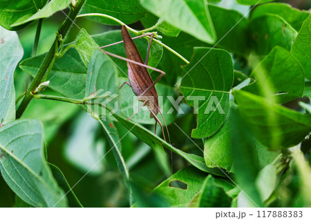 鳴く虫キリギリス科セスジツユムシ 117888383