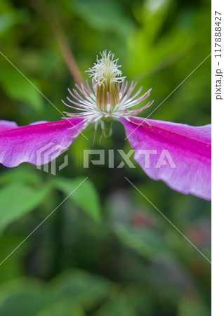 衣を脱いで蕊になる、クレマチス「ドクターラッペル」。花言葉は「精神の美」「旅人の喜び」「甘い束縛」。 117888427