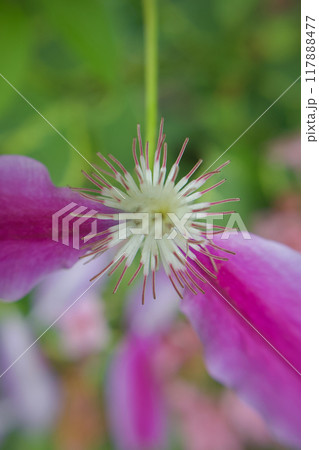 衣を脱いで蕊になる、クレマチス「ドクターラッペル」。花言葉は「精神の美」「旅人の喜び」「甘い束縛」。 117888477