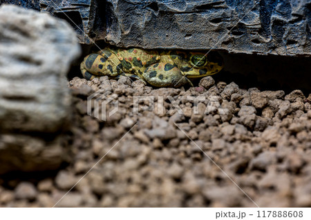 エジプトミドリヒキガエルのアップ 117888608