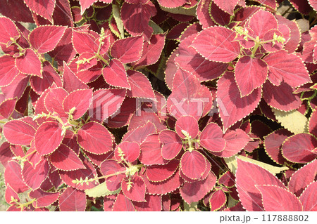Coleus leaf plant on nursery Coleus leaf plant on nursery 117888802