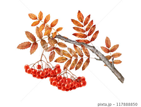 Autumn season rowan tree branch with red berries bunch, yellow leaves. Watercolor painted vintage style illustration. Hand drawn organic rowanberry twig with natural ripe berries on white background 117888850