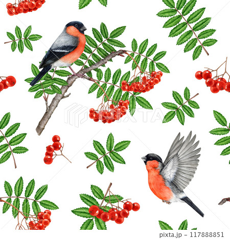 Bullfinch birds with rowanberry tree elements seamless pattern. Watercolor vintage style illustration. Hand drawn rowan red ripe berries, leaf, forest birds seamless pattern design on white background 117888851