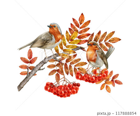 Autumn season garden robin birds on rowan tree branch with red berries. Garden song birds watercolor vintage style illustration. Wildlife nature robin bird couple on fall season rowan twig isolated 117888854