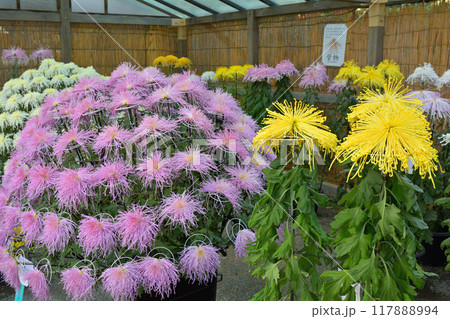 横浜・三渓園 117888994