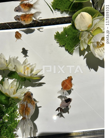 綺麗に泳ぐ金魚 117889331