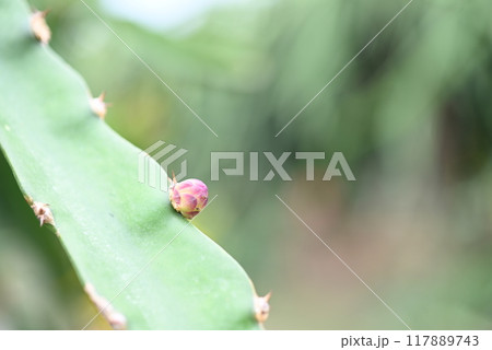 ドラゴンフルーツのつぼみ～その1～ 117889743