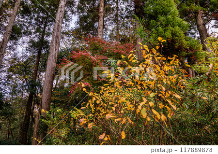 木々の葉も色ずき、冷たい風を肌に感じ、赤く黄色く眼を楽しませてくれる秋 木々の葉も色ずき、冷たい風を肌に感じ、赤く黄色く眼を楽しませてくれる秋 117889878