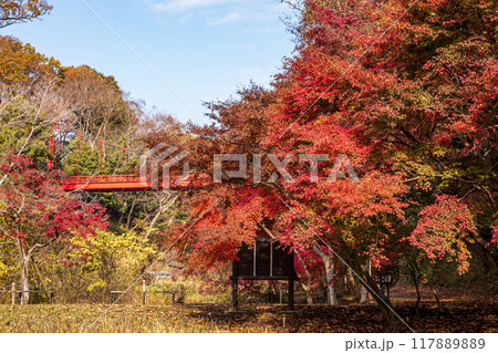 木々の葉も色ずき、冷たい風を肌に感じ、赤く黄色く眼を楽しませてくれる秋 117889889