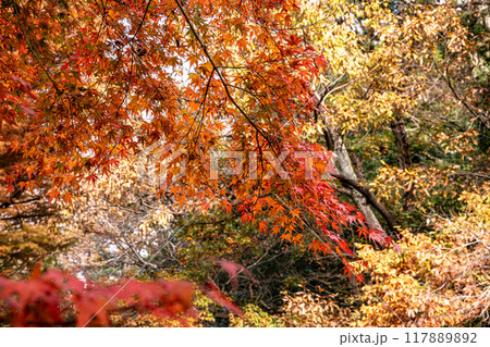 木々の葉も色ずき、冷たい風を肌に感じ、赤く黄色く眼を楽しませてくれる秋 117889892
