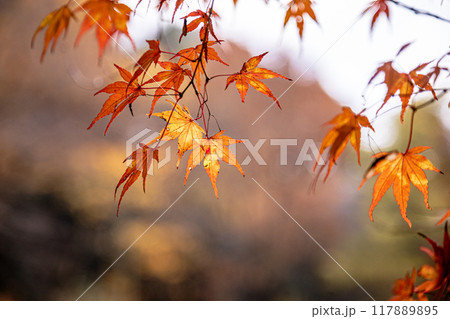 木々の葉も色ずき、冷たい風を肌に感じ、赤く黄色く眼を楽しませてくれる秋 木々の葉も色ずき、冷たい風を肌に感じ、赤く黄色く眼を楽しませてくれる秋 117889895